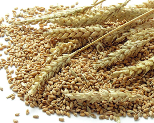 Wheat