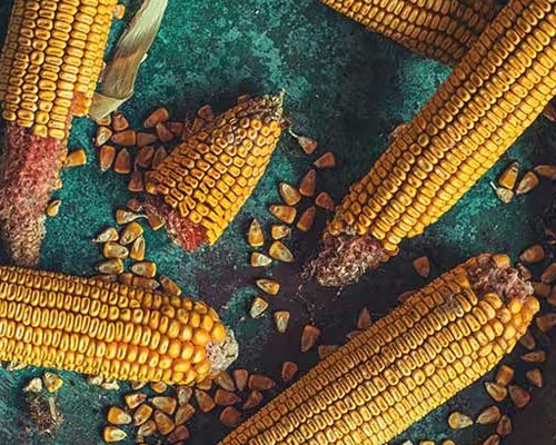 Maize